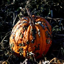 Wall Hill's 3G Farms - Warty Goblin pumpkin