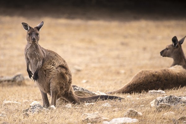 Exceptional Kangaroo Island by null