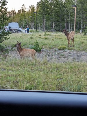 Grant Village by null