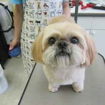 Jackie's Pet Grooming - Fozzy, Peki and Poodle cross. - Pet Groomers Near Me - Vancouver, British Columbia Jackie's Pet Grooming - Fozzy, Peki and Poodle cross. - Pet Groomers Near Me - Vancouver, British Columbia