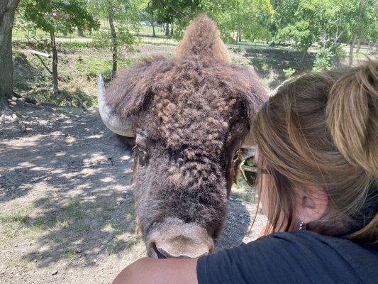 Bayou Wildlife Zoo by null