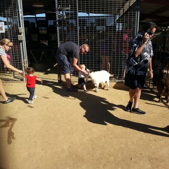 Peltzer Pumpkin Farm - Petting zoo - Pumpkin Patches Near Me - Temecula, California