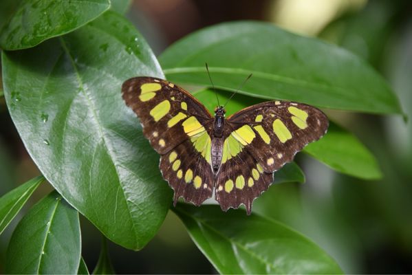 The Key West Butterfly and Nature Conservatory by null