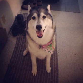 Feldspar Pet Spa - Look at that cute bandana - Pet Groomers Near Me - Davis, California Feldspar Pet Spa - Look at that cute bandana - Pet Groomers Near Me - Davis, California