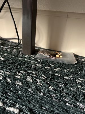 Lucky Eagle Casino & Hotel by null