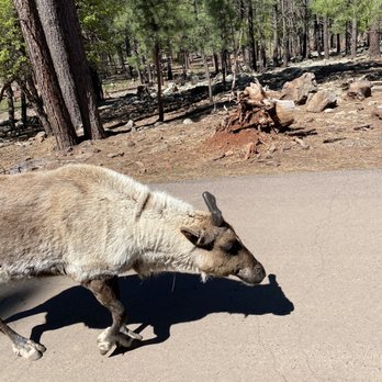 Bearizona - Animals walk right up to your car! - Zoos Near Me - Williams, Arizona