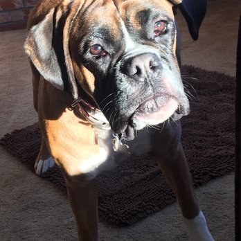 Pawsitively Loved Luxury Services - Pet Sitting Near Me Pawsitively Loved Luxury Services - Pet Sitting Near Me