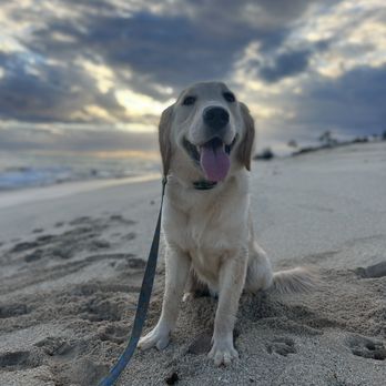 Island Dog Obedience - Pet Training Near Me - Honolulu, Hawaii Island Dog Obedience - Pet Training Near Me - Honolulu, Hawaii