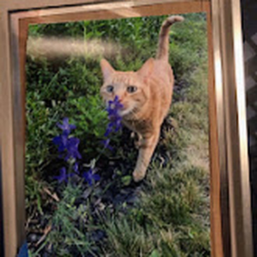 5x7 Print of Cat with Tail within image 5x7 Print of Cat with Tail within image
