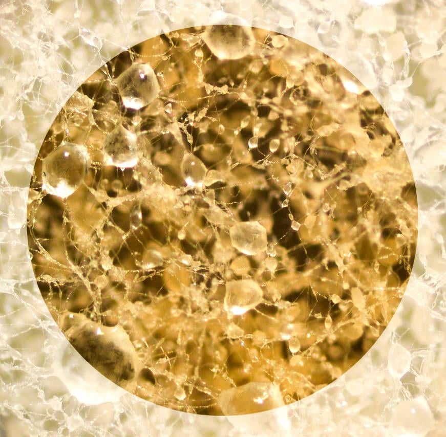 Envirotest - Mold and Air Quality Analysis - mold inspector in Seattle, WA