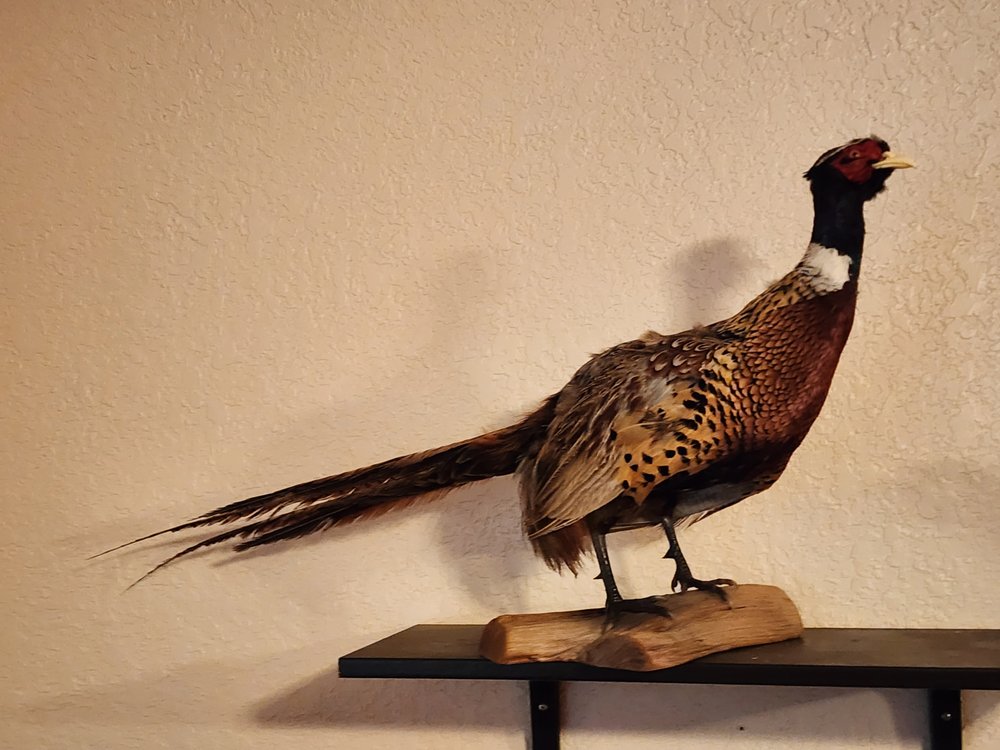 Reel Wild Taxidermy - taxidermy in Florence, TX