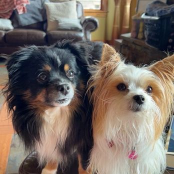 Barks-N-Bubbles - Toy Aussie "Ryder" & Party Yorkie "Paris" - Pet Services Near Me - Missoula, Montana