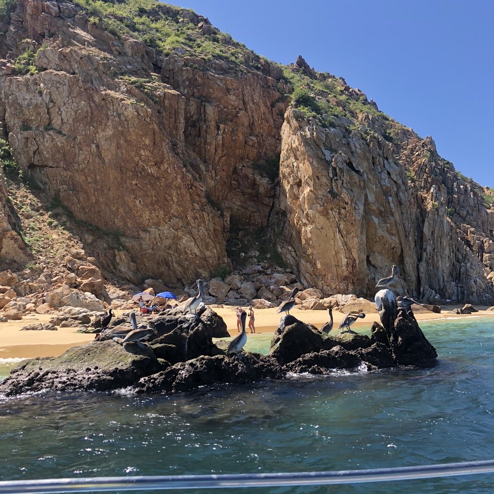 Esperanza's Tours - The pelicans and beach - Boat Tours Near Me - Cabo San Lucas, BCS