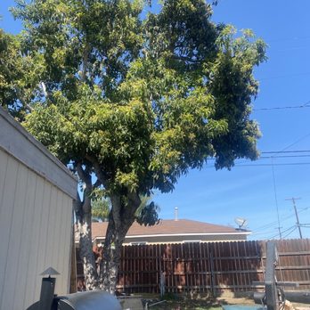 Lozada Tree Service - Huge tree - Tree Services Near Me Lozada Tree Service - Huge tree - Tree Services Near Me