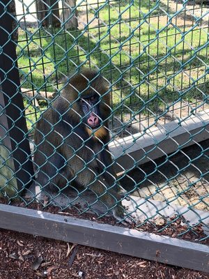 York Wild Kingdom 211 Photos 129 Reviews Amusement Parks 1 Animal Park Rd York Me United States Phone Number