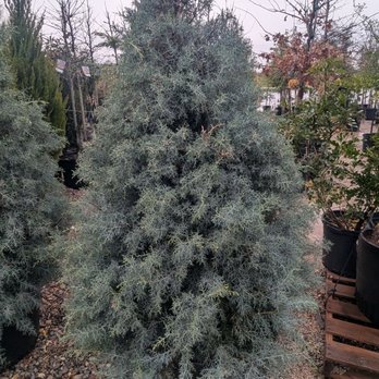 Home Grown Plants - Nurseries & Gardening Near Me - Farmersville, Texas