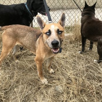 Four Paws Running - Hikes available - Dog Walkers Near Me - Altadena, California Four Paws Running - Hikes available - Dog Walkers Near Me - Altadena, California