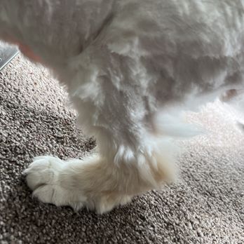 Katie’s Cuties - Horrible uneven haircut.. that cost me $125! - Pet Groomers Near Me - Mission Viejo, California