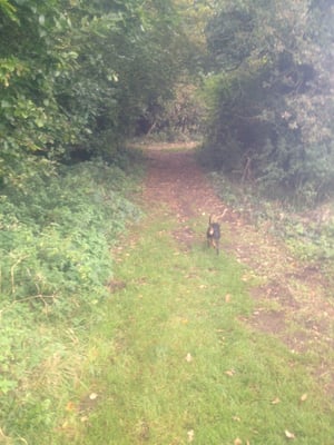 Blaise Castle by null