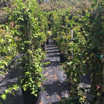 Sieffert's Nursery - Lots of plants - Nurseries & Gardening Near Me - Orlando, Florida