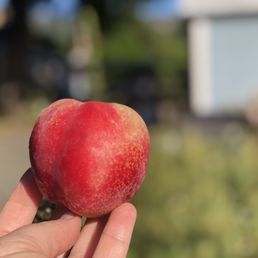 Arctic Snow White Nectarine