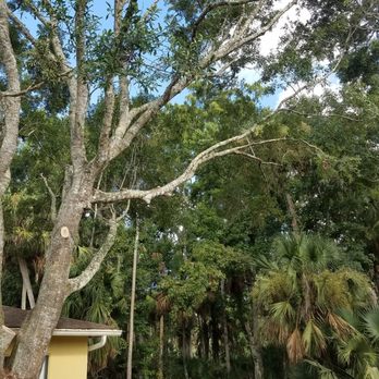 Elvis Tree Climber - Tree Services Near Me Elvis Tree Climber - Tree Services Near Me