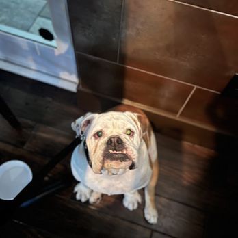 Cuvee 30A - Oden our bulldog - New American Near Me - Inlet Beach, Florida Cuvee 30A - Oden our bulldog - New American Near Me - Inlet Beach, Florida