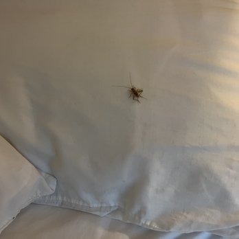 Beachview Rentals - The realty company sent me an email saying this is a cricket not a roach. Thanks for the I d. Why is it in my bed? - Property Management Near Me - Newport Beach, California