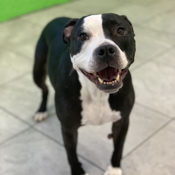 Hounds Town - Photo received from Hounds Town while I was away! - Pet Transportation Near Me - Farmingdale, New York Hounds Town - Photo received from Hounds Town while I was away! - Pet Transportation Near Me - Farmingdale, New York