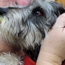 All About Dogs...and Cats Pet Spa & Boarding Resort - Sclera