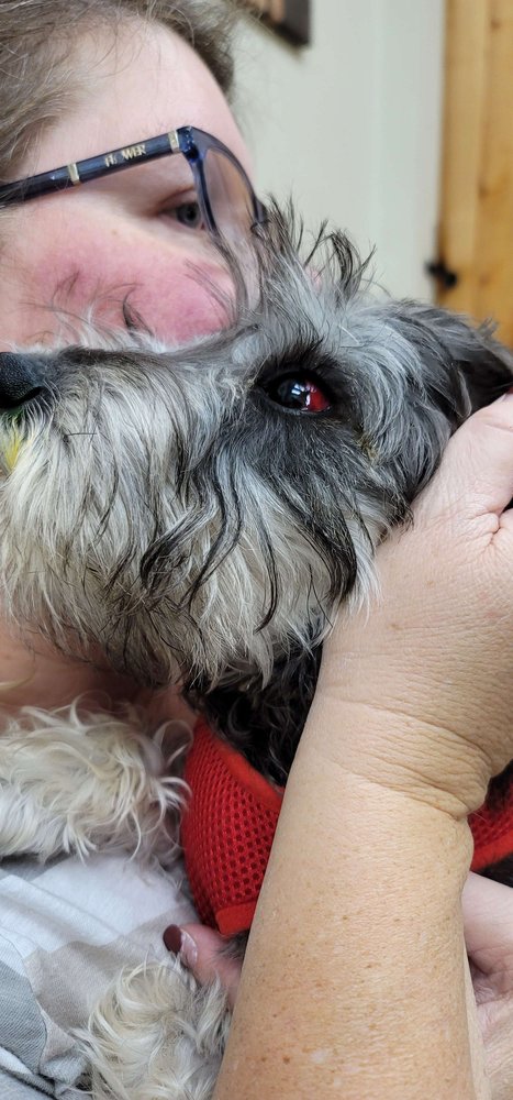 All About Dogs...and Cats Pet Spa & Boarding Resort - pet boarding facility in Grovetown, GA