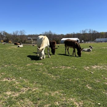 HOLLAND RIDGE FARMS - Updated July 2026 - 1901 Photos & 165 Reviews ...