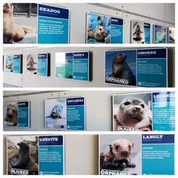 The Marine Mammal Center - Before and after flip boards