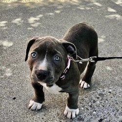 Peninsula Critter Care - The ulti-mutt pet care experience!