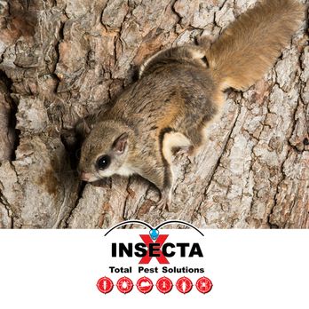 Insecta X Total Pest Solutions - Pest Control Near Me Insecta X Total Pest Solutions - Pest Control Near Me