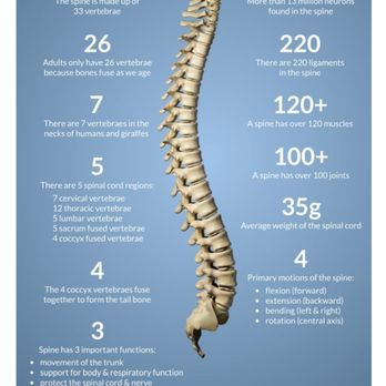 Massage Kneads - The spine, so important, so sturdy yet so fragile. Beautiful, isn't it? - Massage Near Me - Folsom, California Massage Kneads - The spine, so important, so sturdy yet so fragile. Beautiful, isn't it? - Massage Near Me - Folsom, California