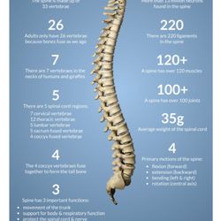 Massage Kneads - The spine, so important, so sturdy yet so fragile. Beautiful, isn't it?