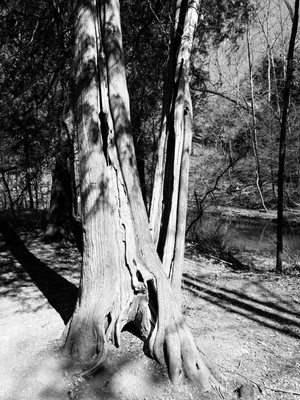 Natural Bridge State Park by null