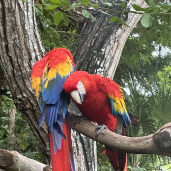 Xcaret Park - Amusement Parks Near Me - Playa del Carmen, ROO
