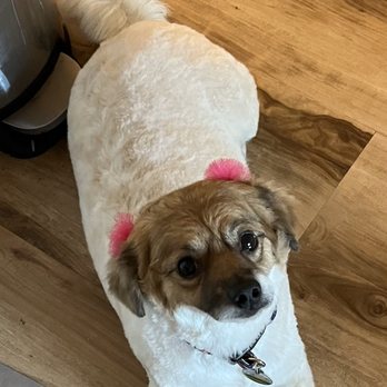 Dream Pet Grooming  - Pet Groomers Near Me - Irvine, California