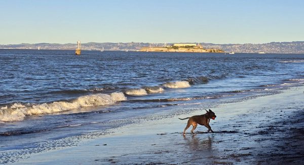 Crissy Field by null