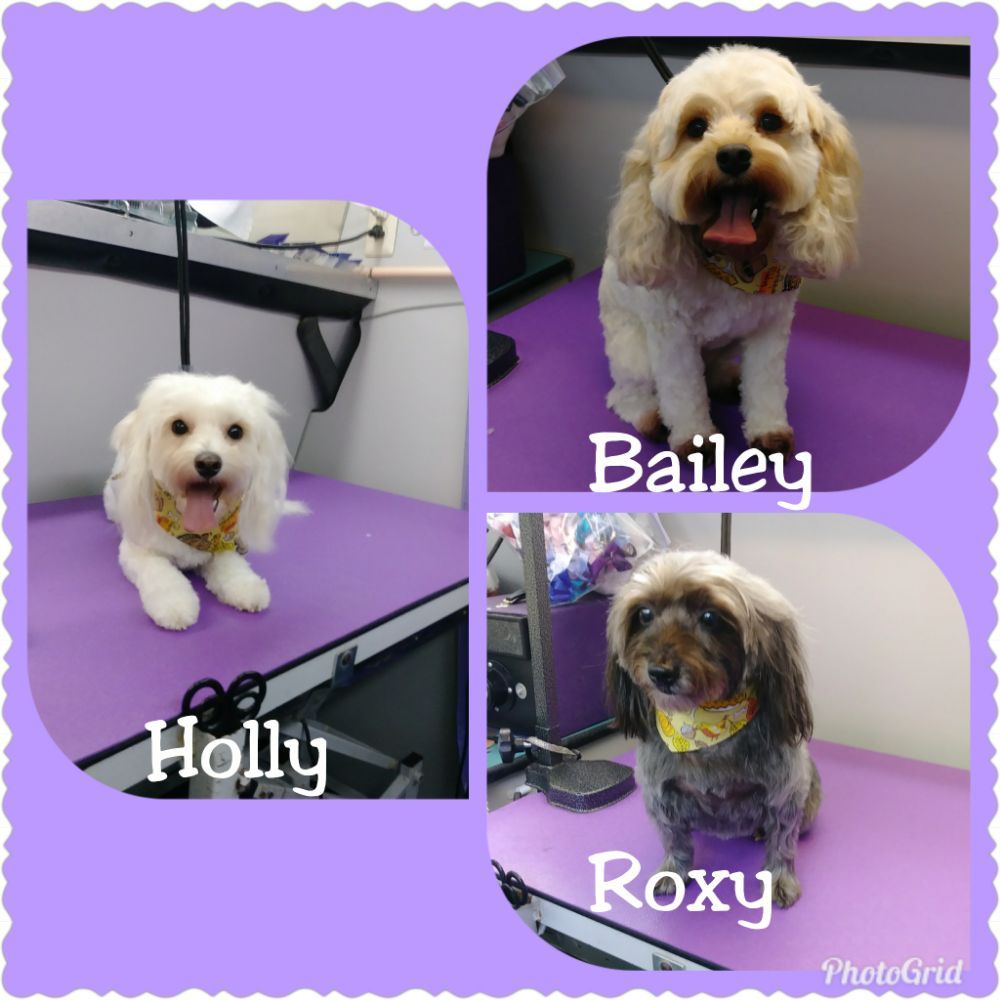 DOGGY DTAILS MOBILE DOG GROOMING Updated August 2024 461 Randall