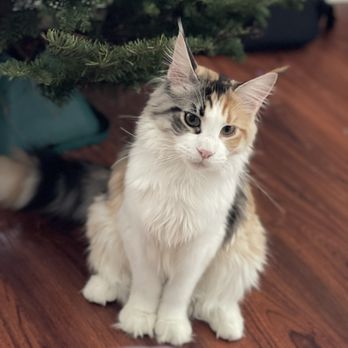 Kittens Up - Pet Breeders Near Me - Pembroke Pines, Florida Kittens Up - Pet Breeders Near Me - Pembroke Pines, Florida