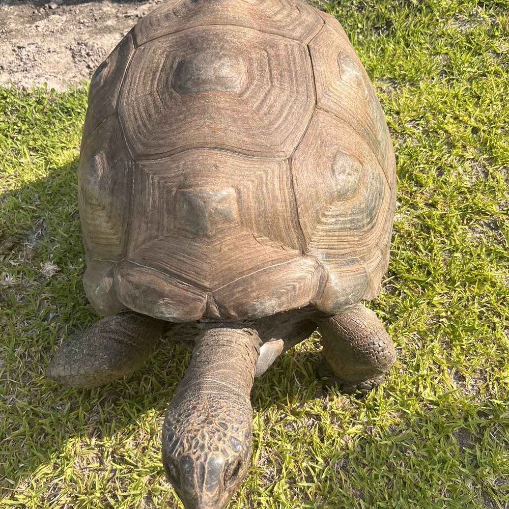 Iguanaland - Aldabra Giant Tortoise - Zoos Near Me - Punta Gorda, Florida