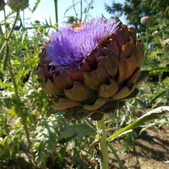 Purple Haze Lavender Farm - Artichoke blossoming at Purple Haze Lavender Farm in Sequim - Flowers & Gifts Near Me - Sequim, Washington Purple Haze Lavender Farm - Artichoke blossoming at Purple Haze Lavender Farm in Sequim - Flowers & Gifts Near Me - Sequim, Washington