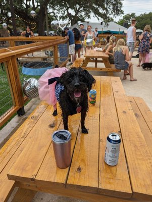 The Watering Bowl by null