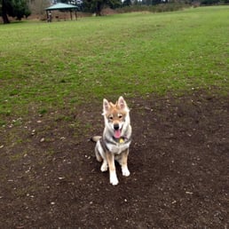 Blu at the dog park! Blu at the dog park!