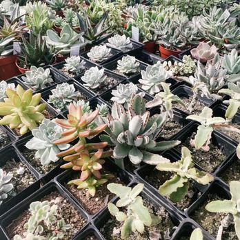 Mari's Gardens - Nurseries & Gardening Near Me - Mililani, Hawaii