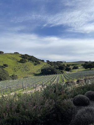 Spear Vineyards and Winery by null