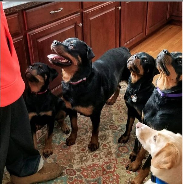 BIG DOG KENNELS Updated August 2024 12 Grannis Rd, Orange, Connecticut Pet Boarding